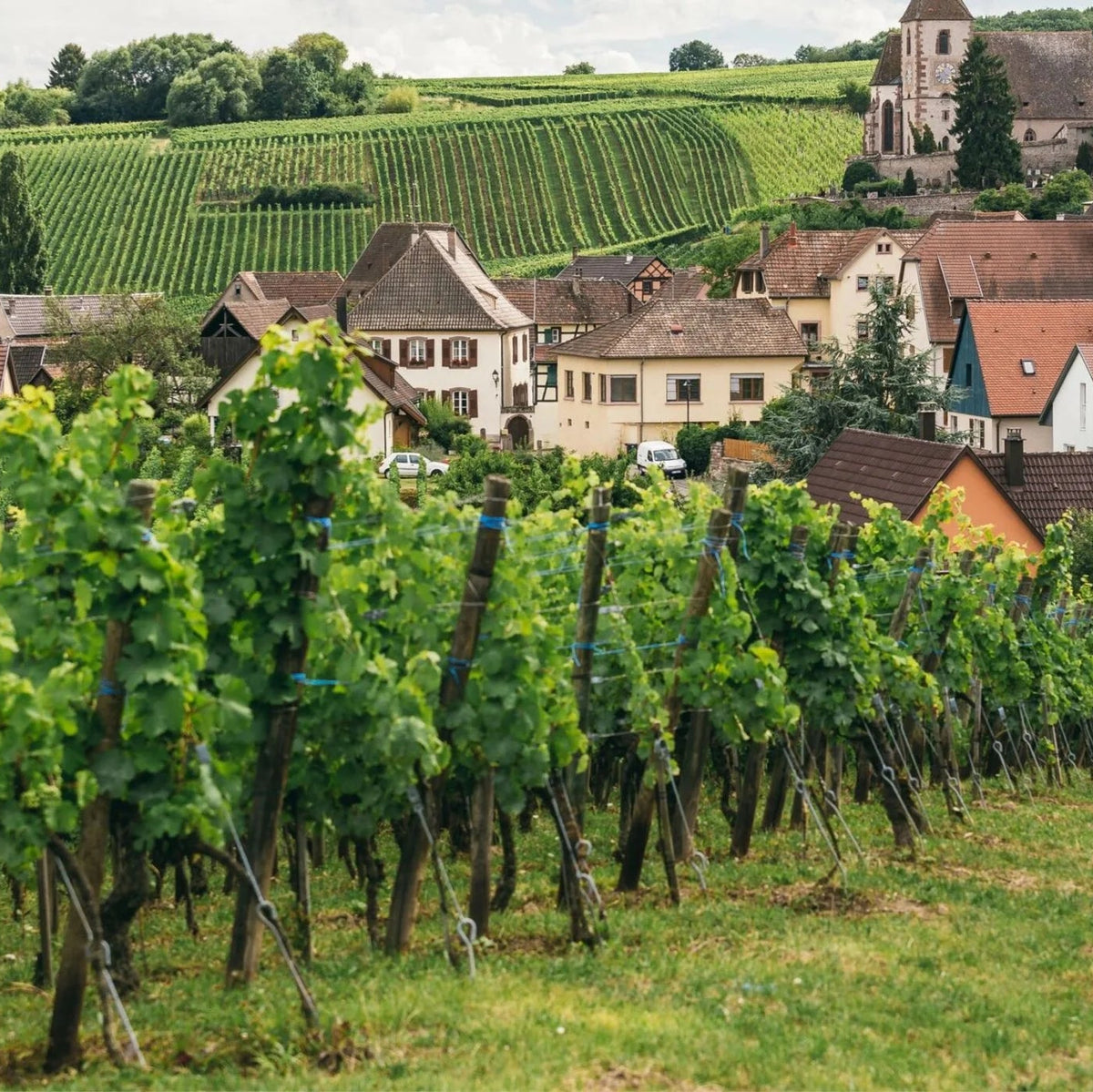 10 December 2026 New | Niche | Gems || Wine Tasting RSVP